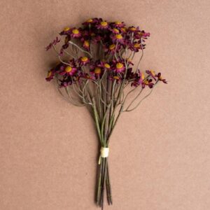 Chamomile Bundle (6 Stems) – Burgandy, Red