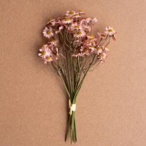 Chamomile Bundle (6 Stems) – Blush, Pink