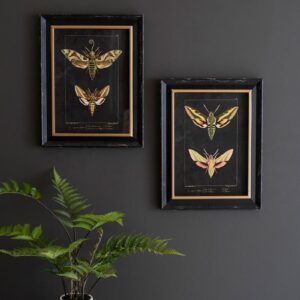 Framed Moth Prints Under Glass