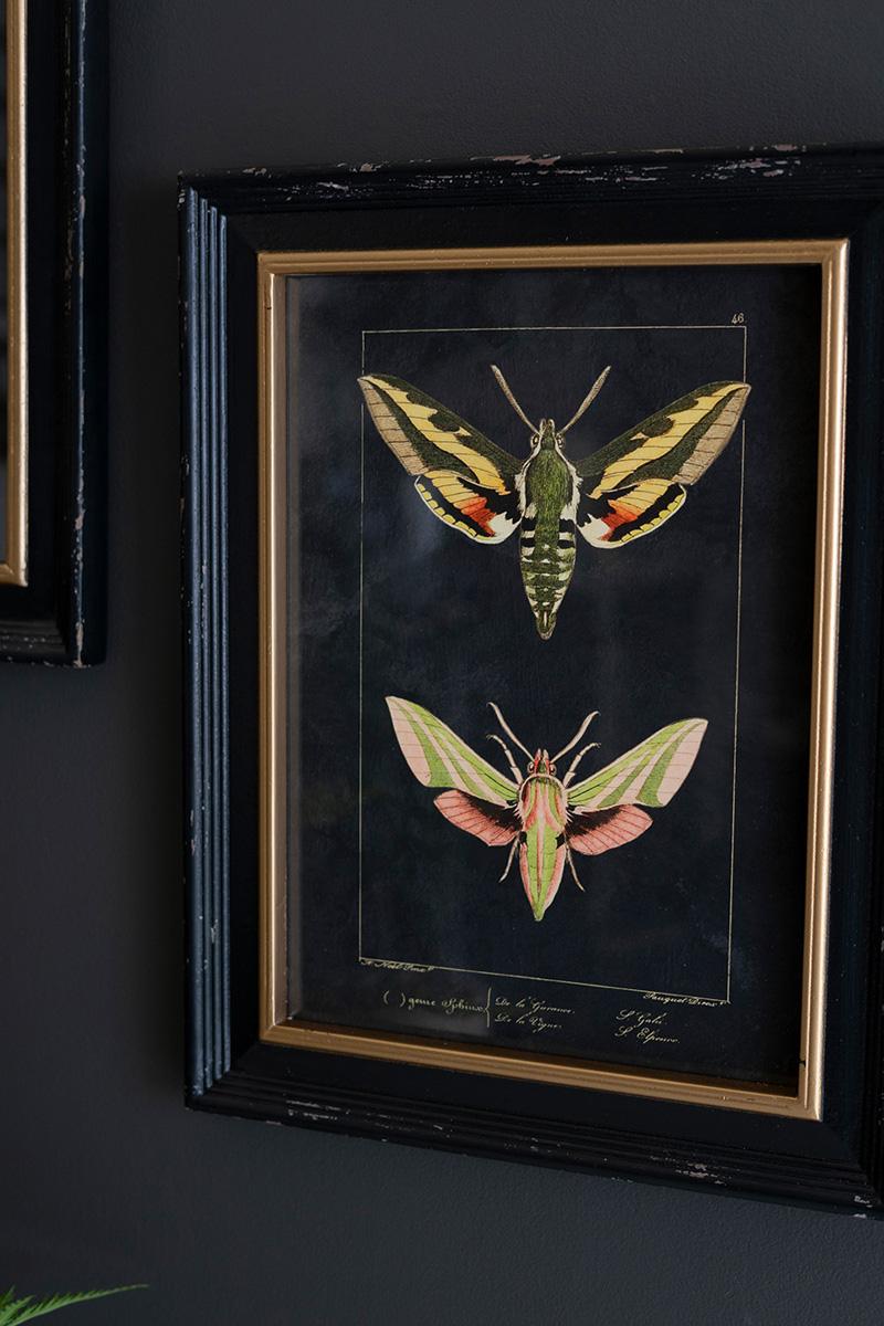 Framed Moth Prints Under Glass