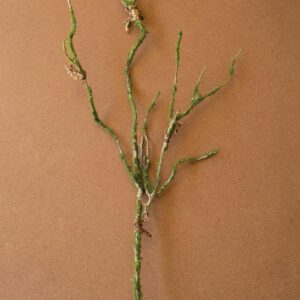 Botanica #9028