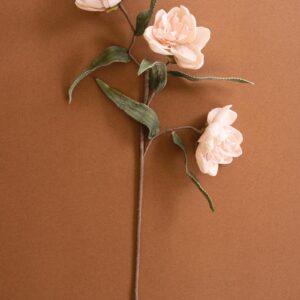 Botanica #3573