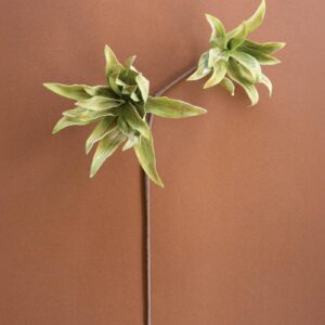 Botanica #2654, Green
