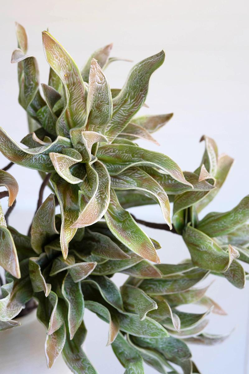 Botanica #2654, Green
