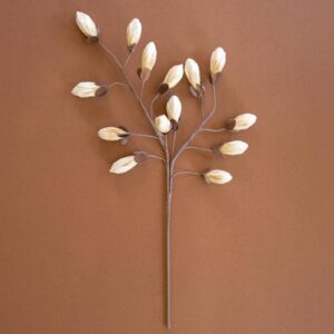 Botanica #2716