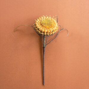 Botanica #2771