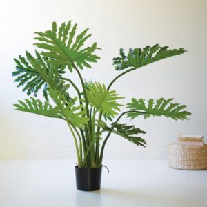 Botanica Split Leaf Philodendron In A Black Plastic Pot