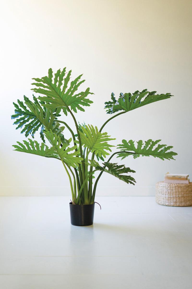 Botanica Split Leaf Philodendron In A Black Plastic Pot