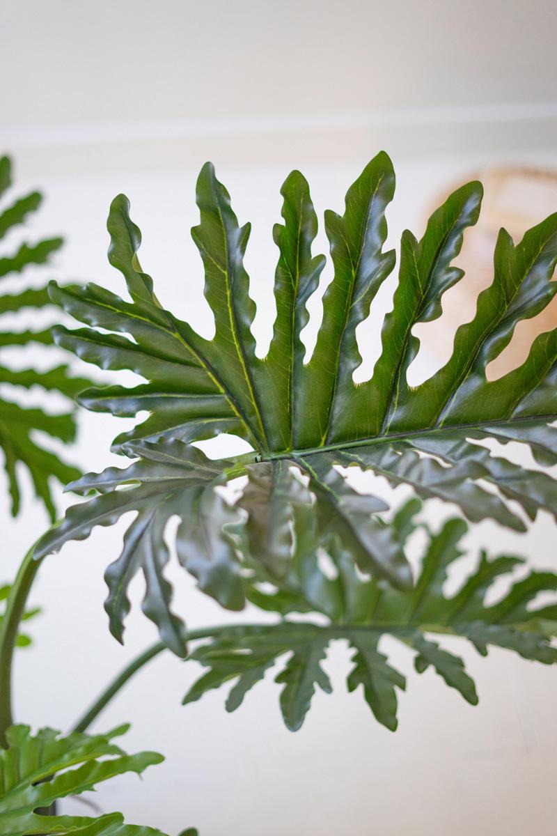 Botanica Split Leaf Philodendron In A Black Plastic Pot