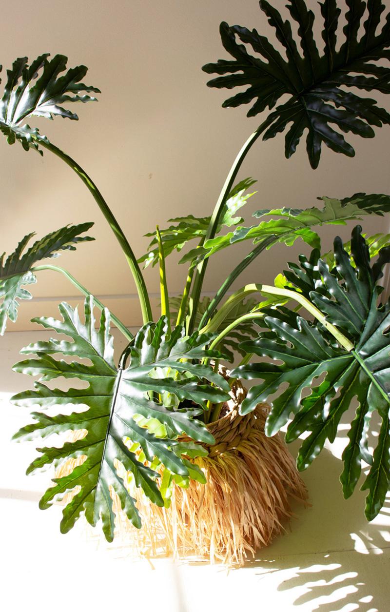 Botanica Split Leaf Philodendron In A Black Plastic Pot