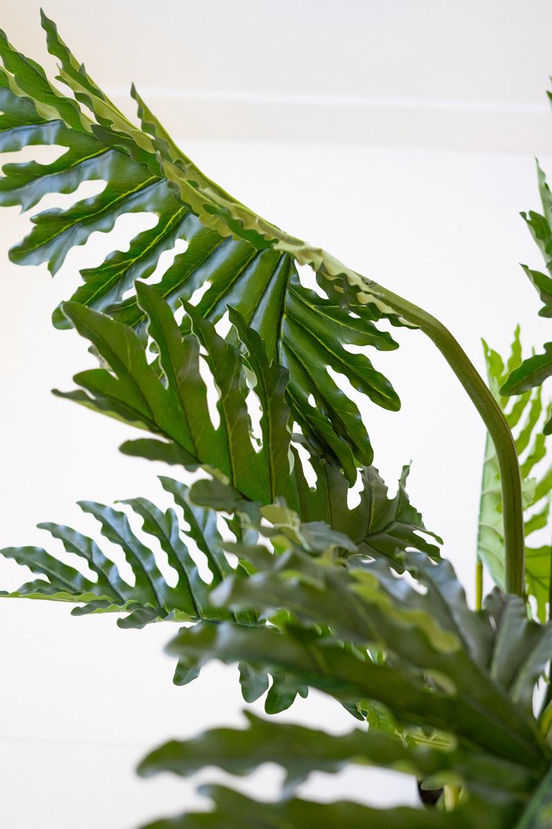 Botanica Split Leaf Philodendron In A Black Plastic Pot