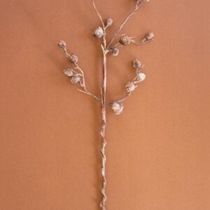 Botanica #2863