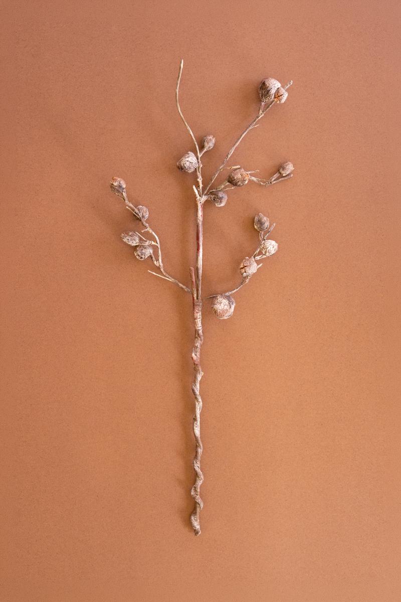 Botanica #2863
