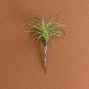 Large Artificial Air Plant, Green