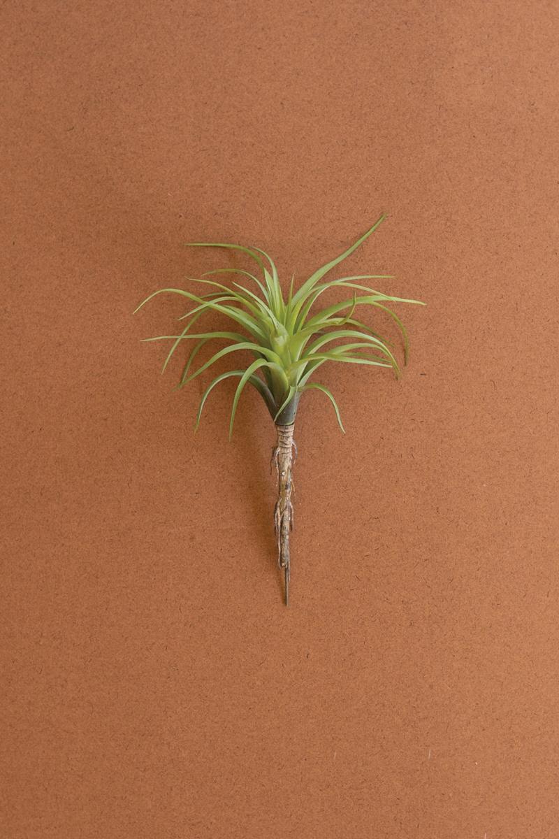 Large Artificial Air Plant, Green