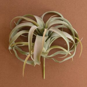 Extra Large Tillandsia Plant, Gray