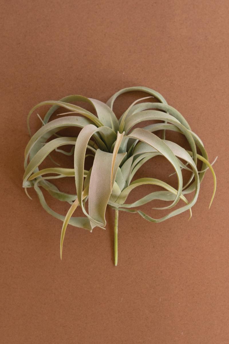 Extra Large Tillandsia Plant, Gray