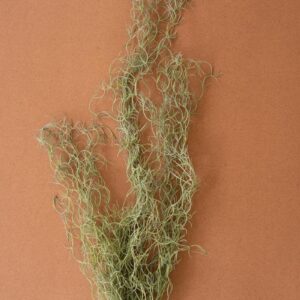 Artificial Green Moss