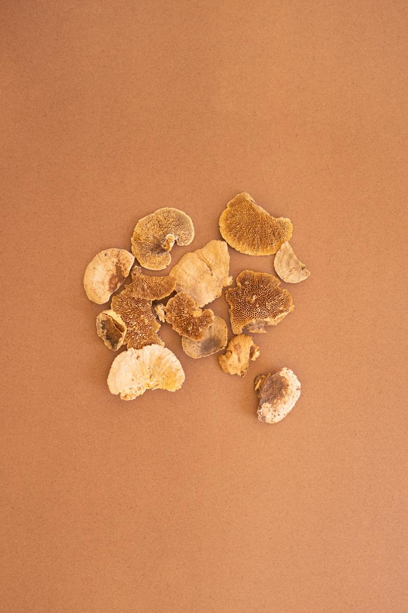 Bag Of 48 Dried Sponge Mushrooms