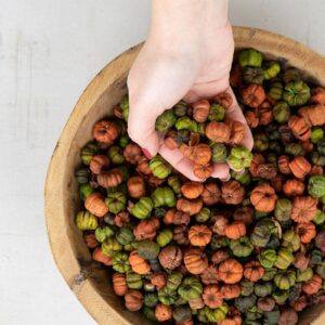 Bag Of Orange And Green Putka Pods – 12 Oz.